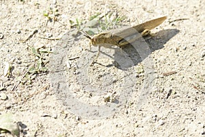 detail of grasshoper photo