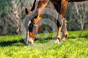 Detail of grazing horse on green grass