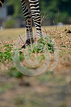 Detail of a a grazing Zebra at Pazuri Outdoor Park, close by Lusaka in Zambia.