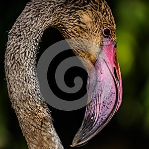 The detail of a Greater Flamingo (Phoenicopterus roseus)