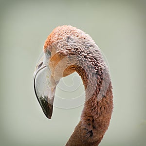 Detail of a Greater flamingo (Phoenicopterus ruber roseus)