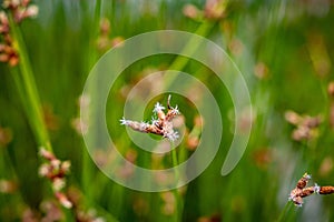 Detail of green and brown grass on the meadow