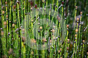 Detail of green and brown grass on the meadow