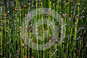 Detail of green and brown grass on the meadow