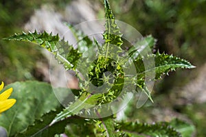 Detail of green bud of Sonchus asper plant with pointed leaves