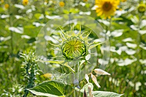 Detail of green bud of sunflower in a field