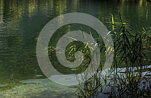 Detail of green cane growing on the shore of a small river in a hilly terrain