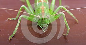 Detail of green cicada