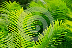Lush green fern detail photo
