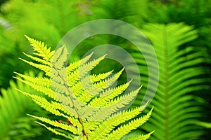 Lush green fern detail photo