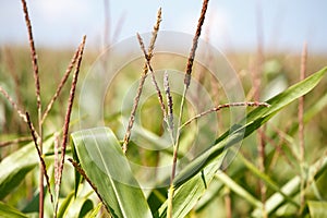 Detail of green field of corn growing up