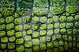 Detail of green gharial skin