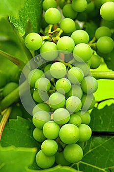 The detail of green grapes in garden, Slovakia