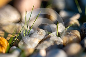 Detail of green grass culm plant in grey stones. Close up of blades grow in between stones and rocks in sunset light photo