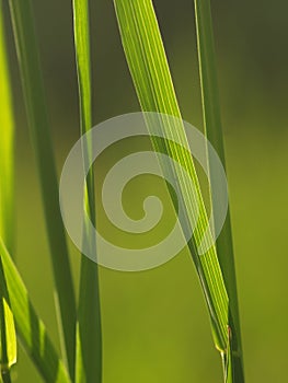 Detail of green grass in the morning sun. Cane, reed leaves, isolated on green background. Blade of grass. Summer flowering grass