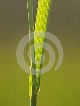 Detail of green grass in the morning sun. Cane, reed leaves, isolated on green background. Blade of grass. Summer flowering grass