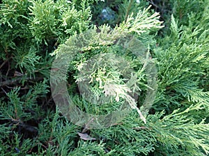 detail of a green juniper tree branch