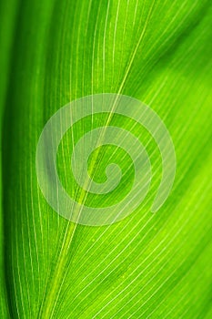 Detail of green leaf
