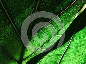 Detail of green leaf veins