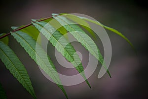 Detail of green leaves of fern branches