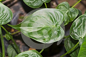 Detail green leaves in tropical garden. Alocasia macrorrhizos in Guatemala