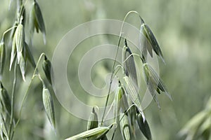 Detail of the green Oat Spike