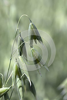 Detail of the green Oat Spike