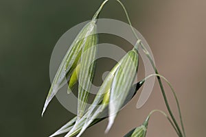 Detail of the green Oat Spike