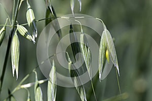 Detail of the green Oat Spike