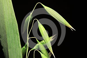 Detail of the green Oat Spike on the black Background