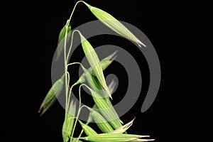 Detail of the green Oat Spike on the black Background