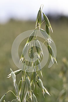 Detail of the green Oat Spike in the Nature