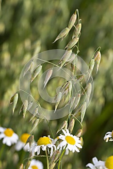 Detail of the green Oat Spike in the Nature