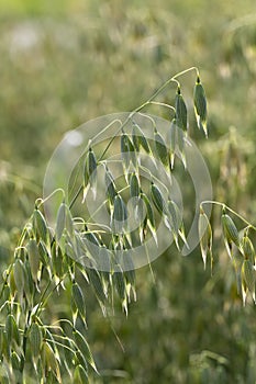 Detail of the green Oat Spike in the Nature