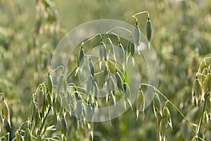 Detail of the green Oat Spike in the Nature