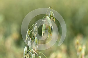 Detail of the green Oat Spike in the Nature