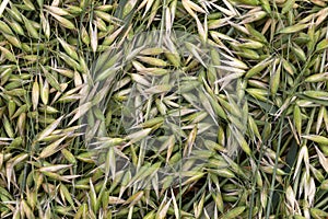 Detail of the green Oat Spike in the Nature