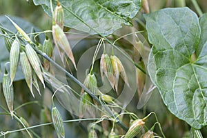 Detail of the green Oat Spike in the Nature
