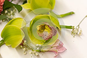 Detail of a green orchid flower ideal for floral decoration of an event or wedding