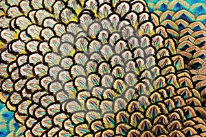 Detail of green peafowl feather