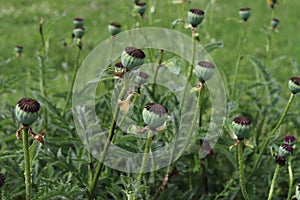 Detail of green poppy heads growing in a field.