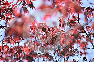 Detail of green and red leaves of Japanese maple tree in Spring bloom, acer palmatum