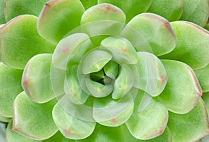 Detail of Green and Red Succulent plants