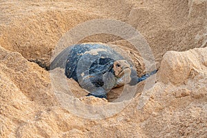 Detail of a green sea turtle in a sand nest on the beach, Ascension island.