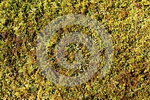 Detail of green sphagnum moss plants on a fallen log