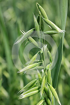 Detail of of the green Spike Oat