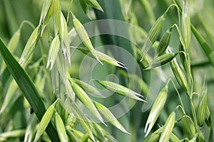 Detail of of the green Spike Oat