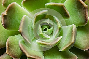 Detail of Green Succulent Plants