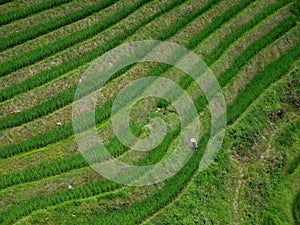 Detail of the green terraced paddy in south China with a peasent working on the field.