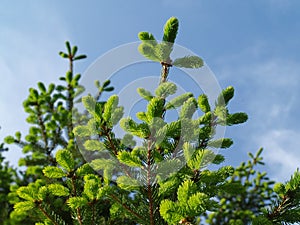 Detail of green tree